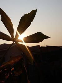 Close-up of leaves against sky during sunset