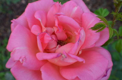 Close-up of pink flowering plant