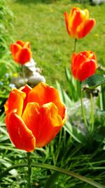Close-up of poppy blooming on field