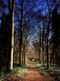 Pathway along trees in forest