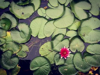 High angle view of lotus water lily in lake