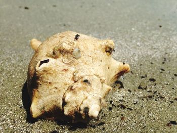 Close-up of crab on sand at beach