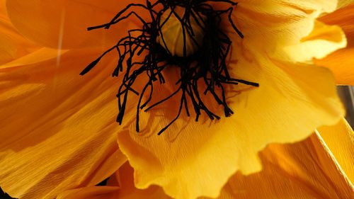 Close-up of yellow flowering plant