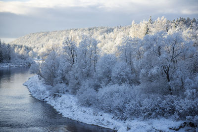 Trees covered in frost, river gauja in latvia, beautiful winter morning landscape