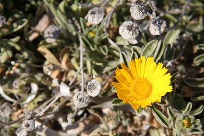 Close-up of yellow flowering plant
