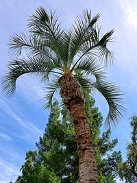 Low angle view of palm tree against sky