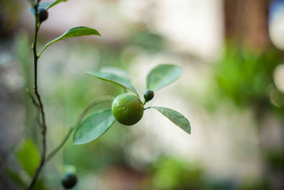 Close-up of lime growing on plant