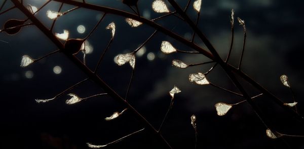 Close-up of flowers against black background