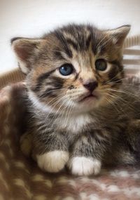 Close-up portrait of cat