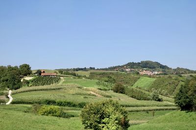 Scenic view of agricultural field against clear sky