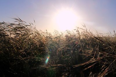 Wheat growing on field against sky at sunset