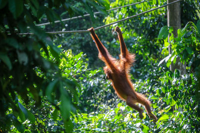 View of monkey on tree
