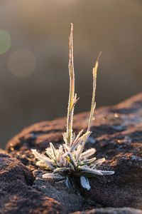 Close-up of plant against blurred background