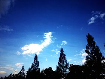 Low angle view of trees against blue sky
