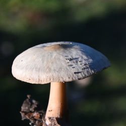 fungus