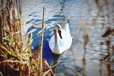 Swan swimming in lake
