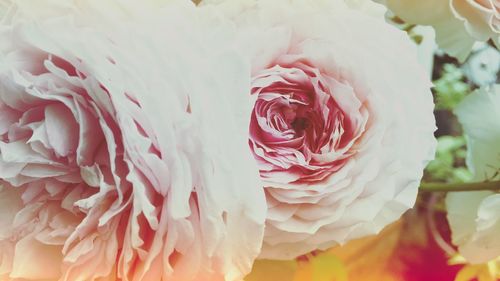 Close-up of pink rose