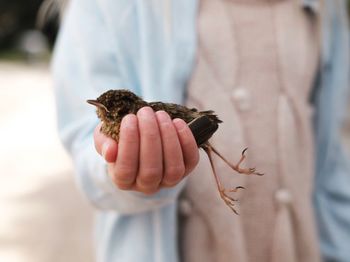 Close-up of hand holding bird