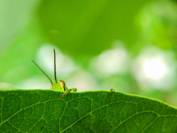 Close-up of insect on leaf