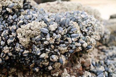 Close-up of mussel colony on rock