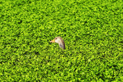 Close-up of bird on field
