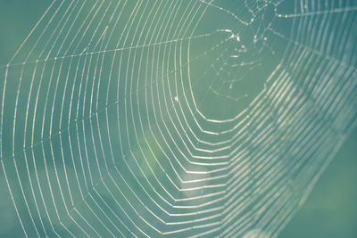 Full frame shot of spider web