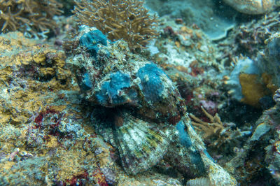 Close-up of fish underwater