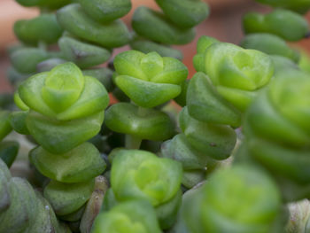 Close-up of green chili peppers