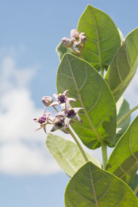 Low angle view of insect on plant against sky