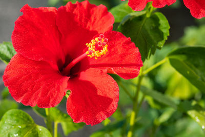 Close-up of red rose flower