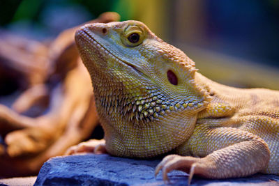 Bearded dragon sitting on stone