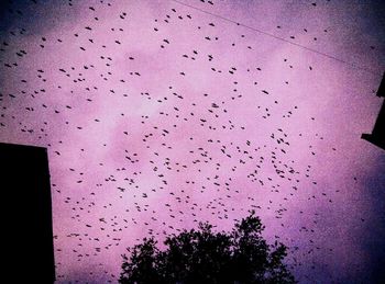 Low angle view of silhouette birds flying against sky