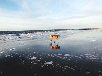 Dog walking at beach against sky