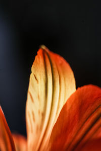 Close-up of orange day lily blooming against black background