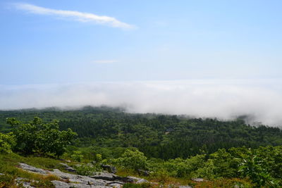 Scenic view of forest against sky