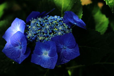 Close-up of purple hydrangea flowers