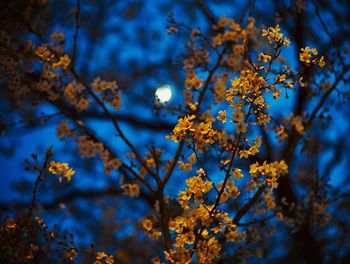 Flowers blooming in garden at night