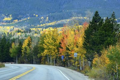 Road amidst trees and plants during autumn