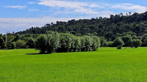 Scenic view of field against sky