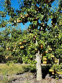 Close-up of fruits growing on tree against sky