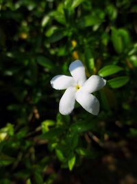 Close-up of white frangipani blooming outdoors