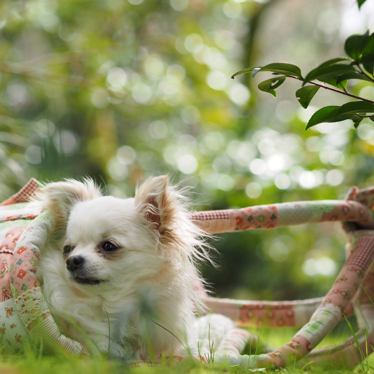 animal themes, one animal, mammal, focus on foreground, pets, domestic animals, close-up, branch, tree, wildlife, animals in the wild, looking away, sitting, outdoors, nature, day, monkey, no people, zoology, selective focus