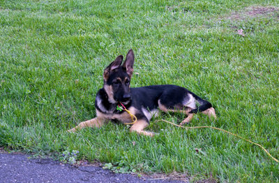 Dog sitting on grass