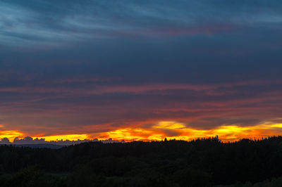 Silhouette of trees at sunset