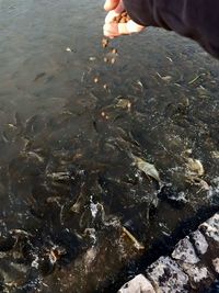 High angle view of hand fish in sea