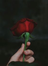 Close-up of hand holding red rose