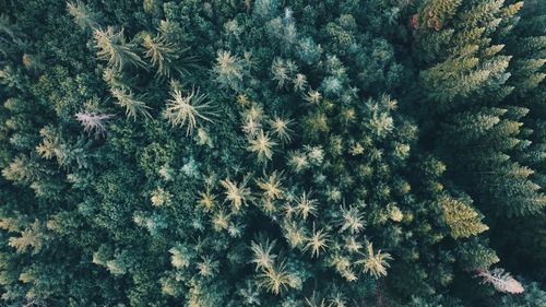 Full frame shot of flowering plants