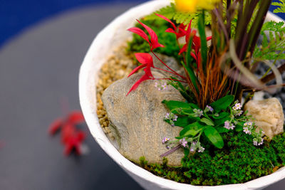 Close-up of potted plant