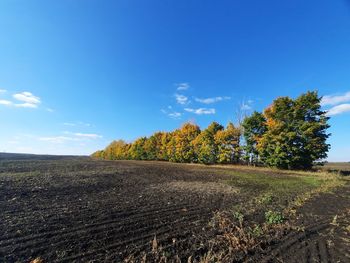 Trees on field against blue sky