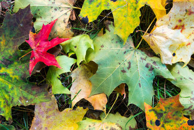 Close-up of maple leaves on plant